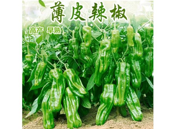 薄皮皺椒